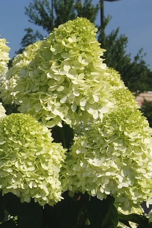 Limelight PeeGee Hydrangea - 7 Gallon Pot (3-4') - Image 7
