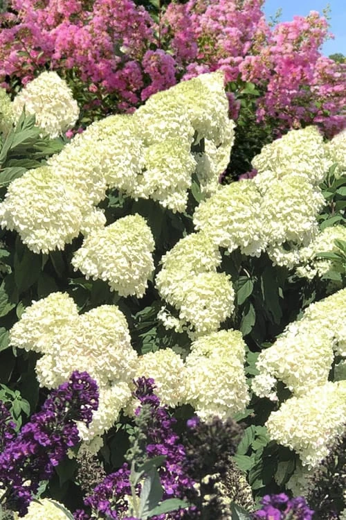 Limelight PeeGee Hydrangea - 7 Gallon Pot (3-4') - Image 9