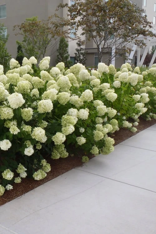 Limelight PeeGee Hydrangea - 1 Gallon Pot - Image 6