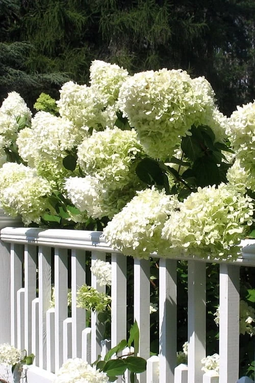 Limelight PeeGee Hydrangea - 1 Gallon Pot - Image 5