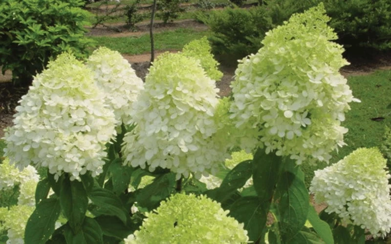 Limelight PeeGee Hydrangea - 1 Gallon Pot - Image 7