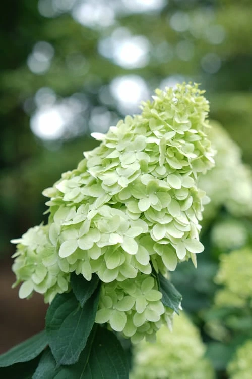Limelight Prime Hydrangea - 2 Gallon Pot - Image 6