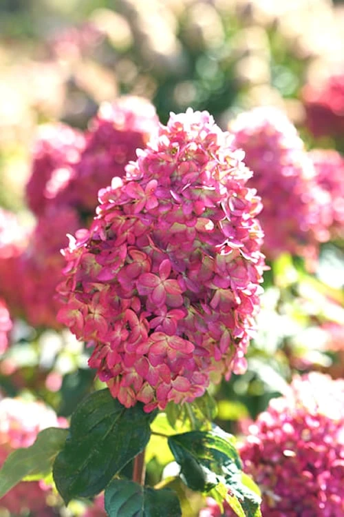 Limelight Prime Hydrangea - 3 Gallon Pot