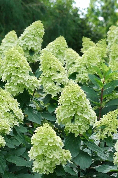Limelight Prime Hydrangea - 2 Gallon Pot - Image 5