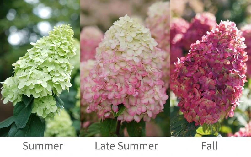 Limelight Prime Hydrangea - 2 Gallon Pot - Image 4