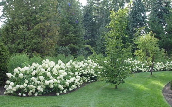 Limelight PeeGee Hydrangea - 7 Gallon Pot (3-4') - Image 5