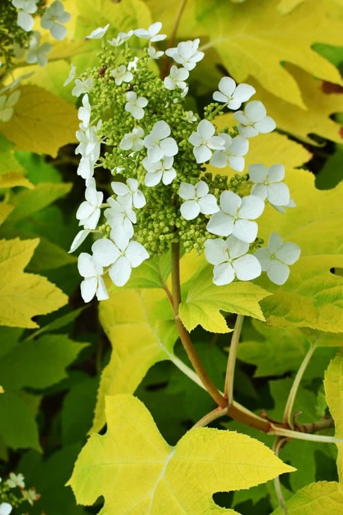 Little Honey Oakleaf Hydrangea - 1 Gallon Pot - Image 5
