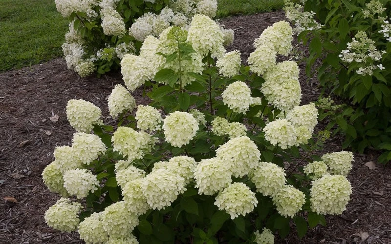 Little Lime Hydrangea - 3 Gallon Pot - Image 7