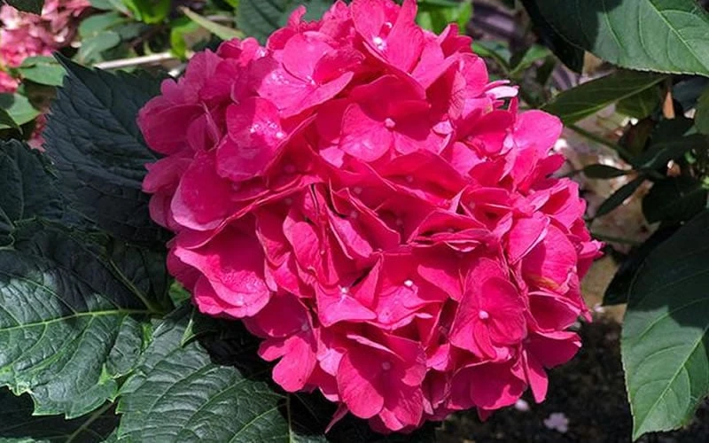 Merritts Supreme Hydrangea - 3 Gallon Pot - Image 5