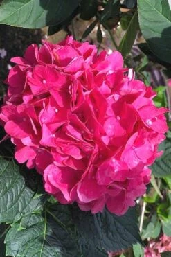 Merritts Supreme Hydrangea - 1 Gallon Pot