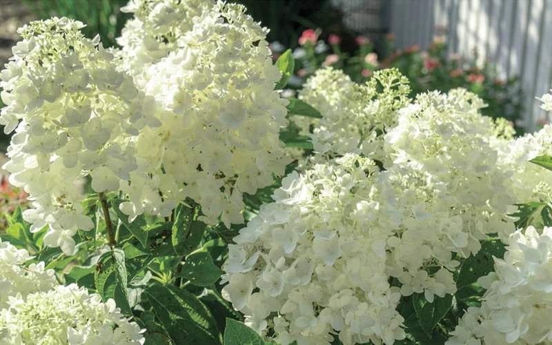 Moon Dance Hydrangea - 2 Gallon Pot - Image 4