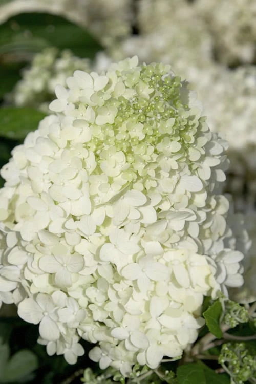 Moon Dance Hydrangea - 2 Gallon Pot - Image 5