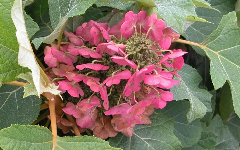 Munchkin Dwarf Oakleaf Hydrangea - 2 Gallon Pot - Image 7