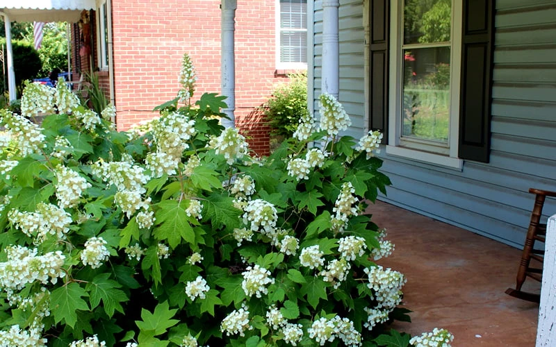 Pee Wee Dwarf Oakleaf Hydrangea - 2 Gallon Pot - Image 5