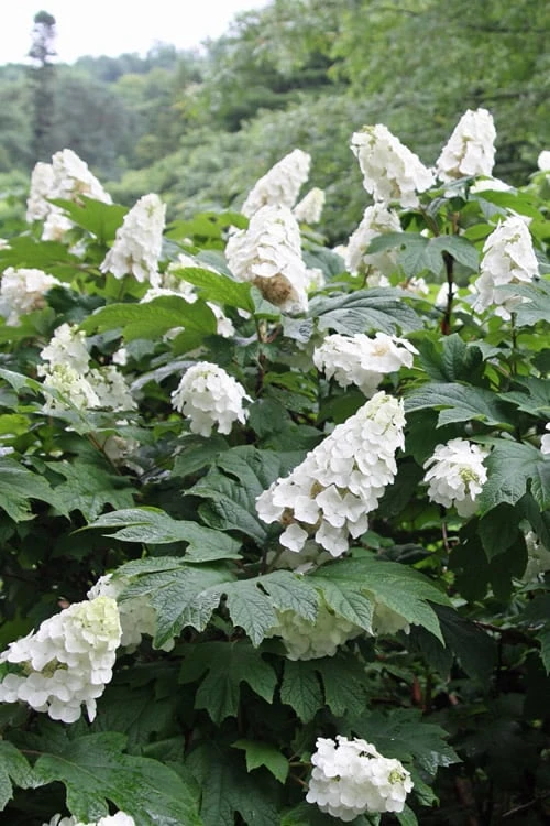 Snow Queen Oakleaf Hydrangea - 3 Gallon Pot - Image 7