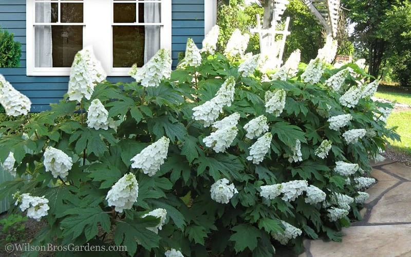 Snow Queen Oakleaf Hydrangea - 2 Gallon Pot - Image 4