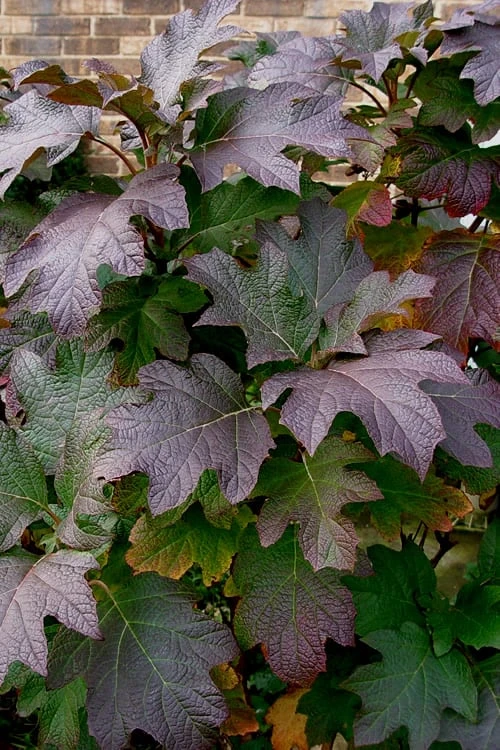 Snow Queen Oakleaf Hydrangea - 2 Gallon Pot - Image 6