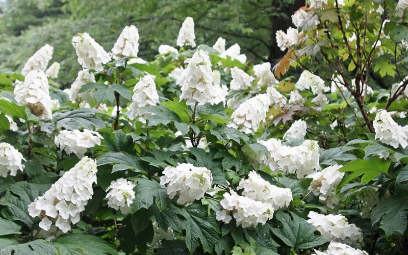 Snow Queen Oakleaf Hydrangea - 3 Gallon Pot - Image 5