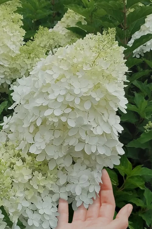 Phantom Hydrangea - 3 Gallon Pot - Image 4