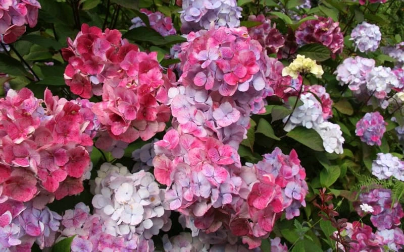 Preziosa Multi Color Hydrangea - 3 Gallon Pot - Image 5