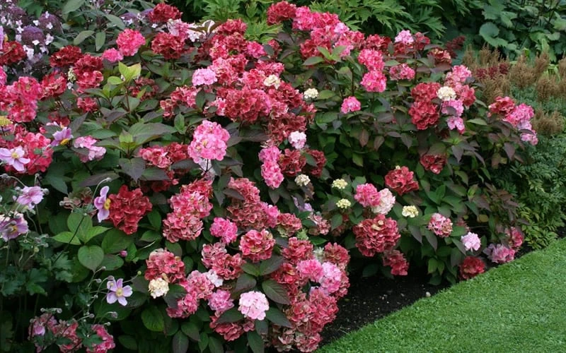 Preziosa Multi Color Hydrangea - 3 Gallon Pot - Image 6