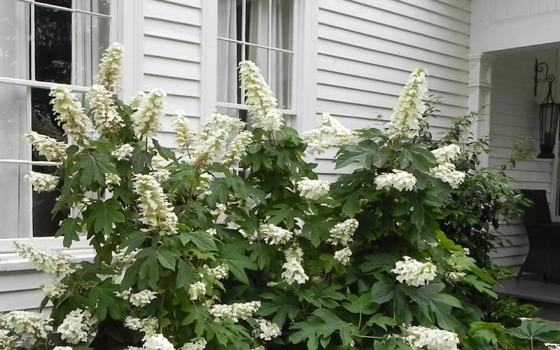 Semmes Beauty Oakleaf Hydrangea - 3 Gallon Pot - Image 6