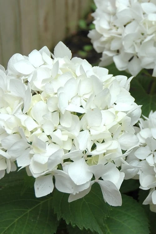 Sister Theresa Hydrangea - 3 Gallon Pot