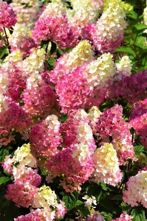 Strawberry Sundae Hydrangea - 1 Gallon Pot - Image 6