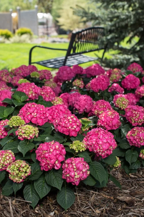 Summer Crush Endless Summer Hydrangea - 3 Gallon Pot - Image 7