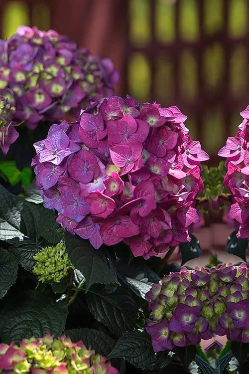 Summer Crush Endless Summer Hydrangea - 3 Gallon Pot - Image 5