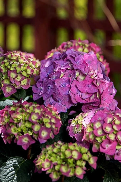 Summer Crush Endless Summer Hydrangea - 6 Gallon Pot (COPY) - Image 8