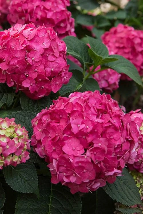 Summer Crush Endless Summer Hydrangea - 6 Gallon Pot (COPY) - Image 4