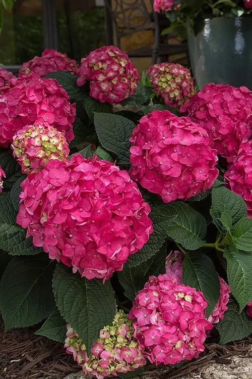 Summer Crush Endless Summer Hydrangea - 6 Gallon Pot (COPY) - Image 9