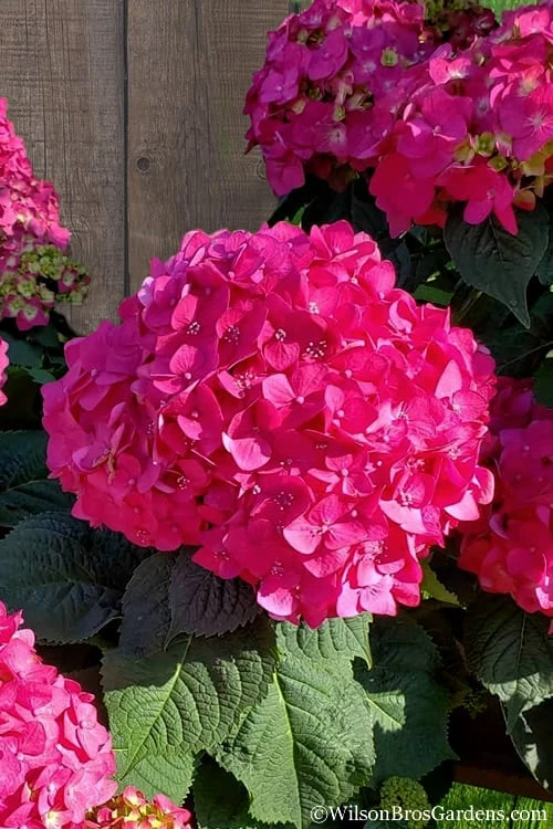 Summer Crush Endless Summer Hydrangea - 6 Gallon Pot