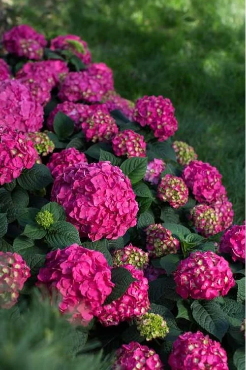 Summer Crush Endless Summer Hydrangea - 3 Gallon Pot - Image 6