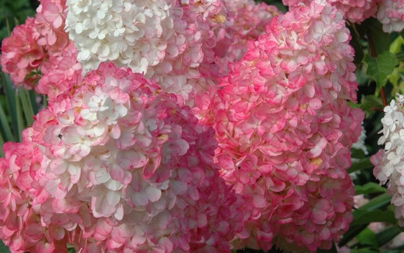 Vanilla Strawberry Hydrangea - 3 Gallon Pot - Image 5