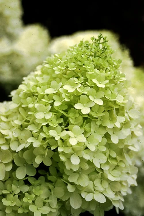 Limelight PeeGee Hydrangea - Single Trunk Topiary Tree - 5 Gallon Pot - Image 4