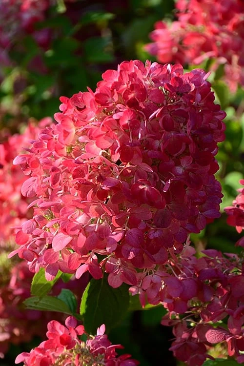 Diamond Rouge Hydrangea - 3 Gallon Pot - Image 6