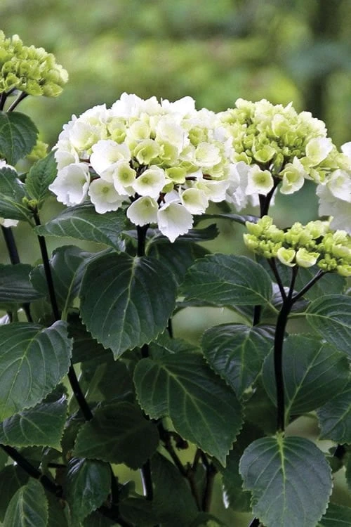 Zebra Hydrangea - 3 Gallon Pot - Image 7