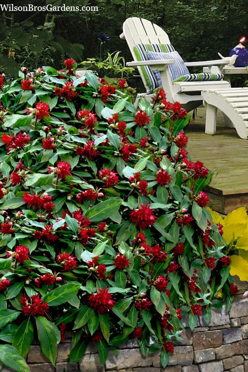 Miss Scarlett Florida Anise (Illicium Floridanum) - 3 Gallon Pot