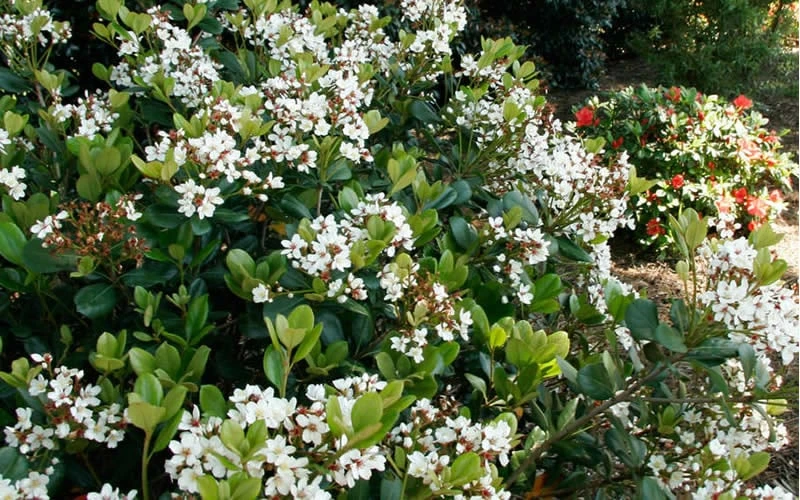 Spring Sonata Indian Hawthorne - 2 Gallon Pot - Image 7