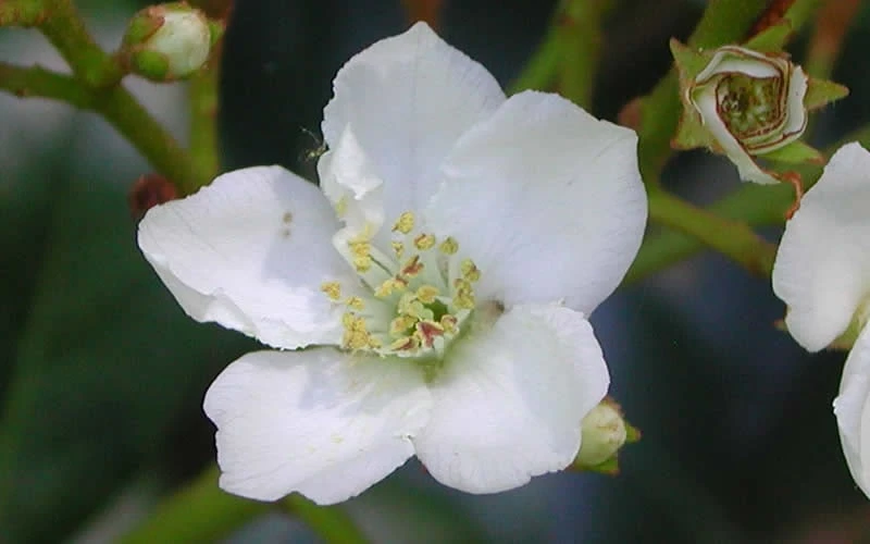 Spring Sonata Indian Hawthorne - 2 Gallon Pot - Image 6