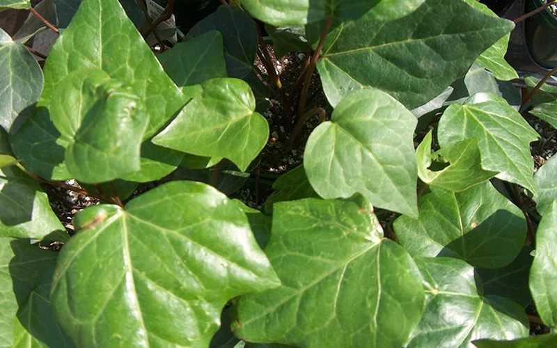 Algerian Ivy - Hedera Helix - 10 Count Flat Of Pint Pots - Image 4