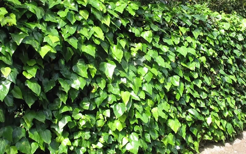 Algerian Ivy - Hedera Helix - 10 Count Flat Of Pint Pots - Image 5