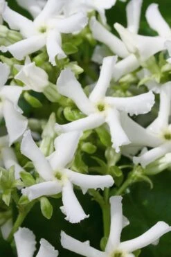 Star Jasmine Vine (Trachelospermum Jasminoides) - 1 Gallon Pot