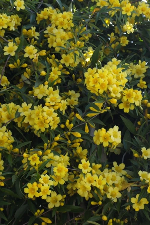 Duet Yellow Jasmine (Jessamine) - 2 Gallon Pot - Image 6
