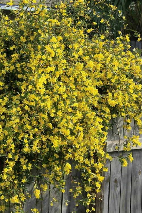 Duet Yellow Jasmine (Jessamine) - 2 Gallon Pot - Image 4