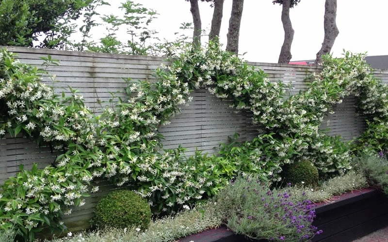 Madison Confederate Jasmine - 3 Gallon Pot - Image 4