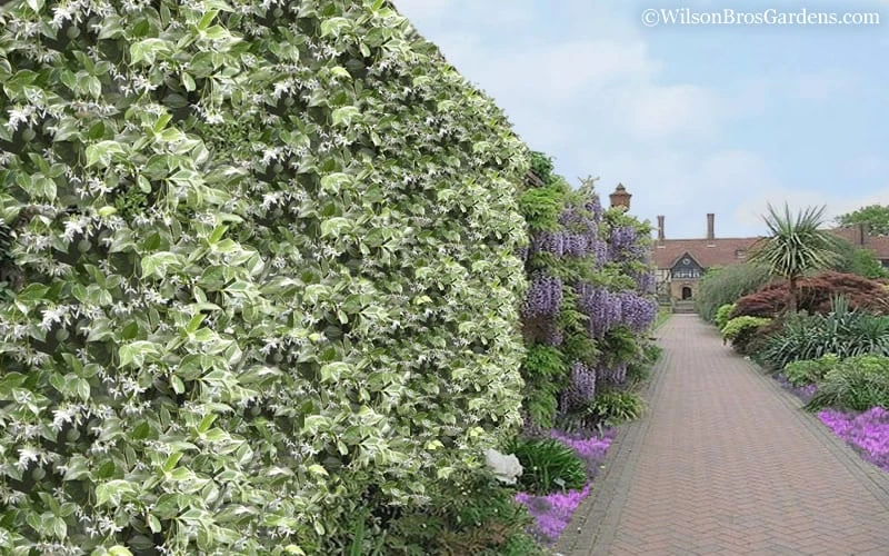 Variegated Confederate Jasmine - Trachelospermum Jasminoides - 3 Gallon Pot - Image 6