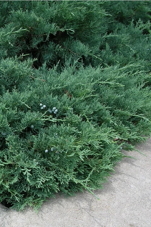 Blue Sargent Juniper - 1 Gallon Pot